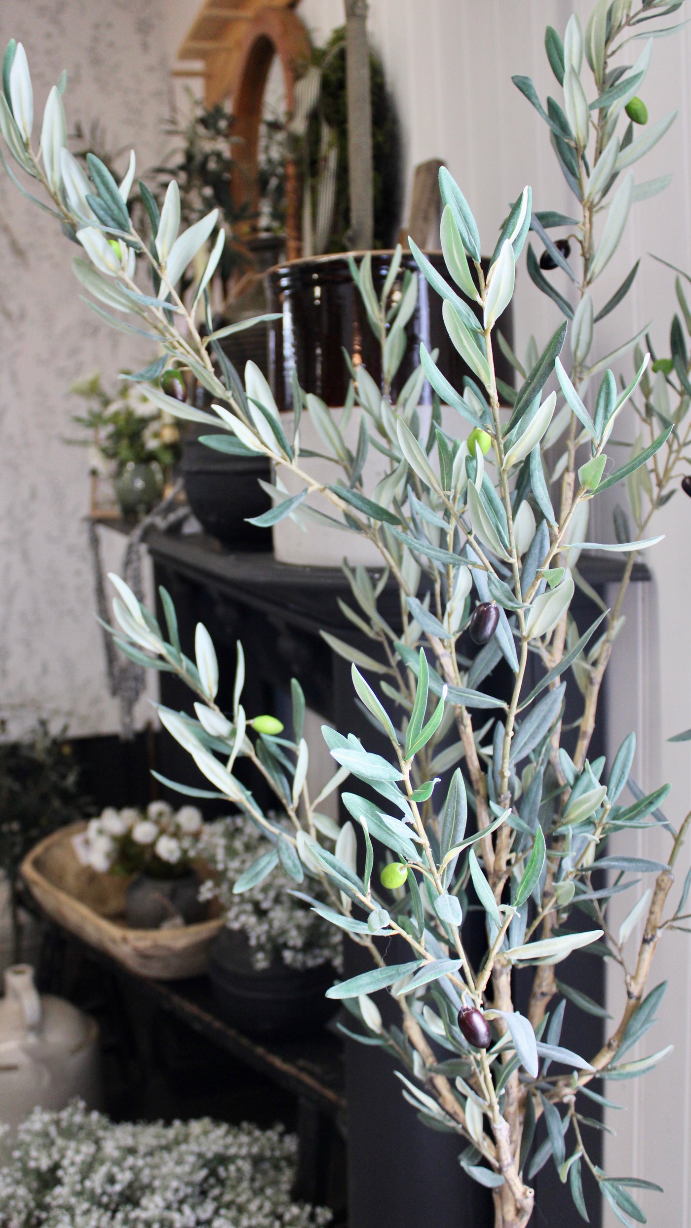 4' Olive Tree