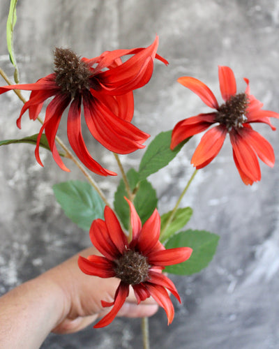 Cone Flower Stem