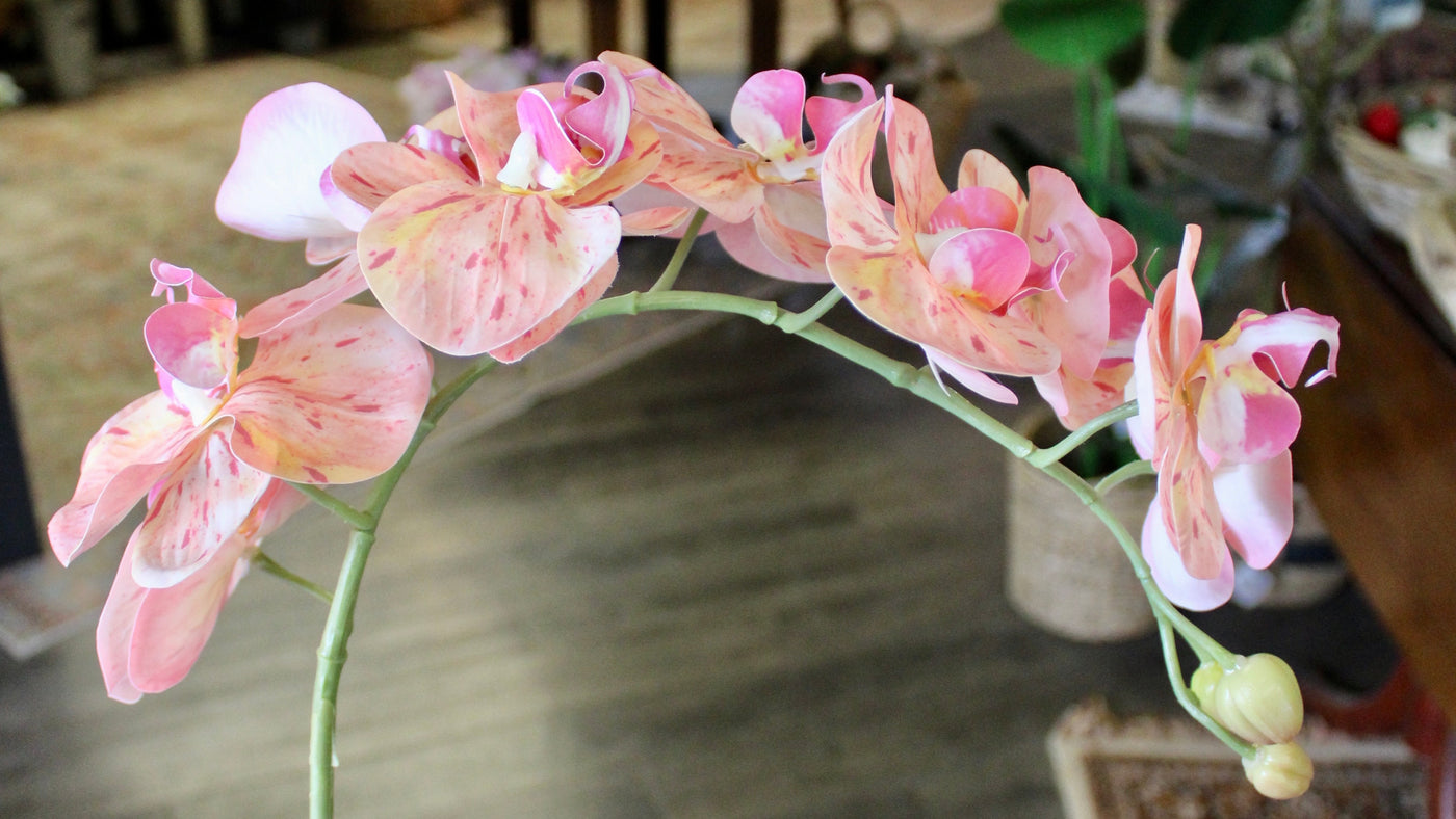 Pink Phalaenopsis Orchid Stem