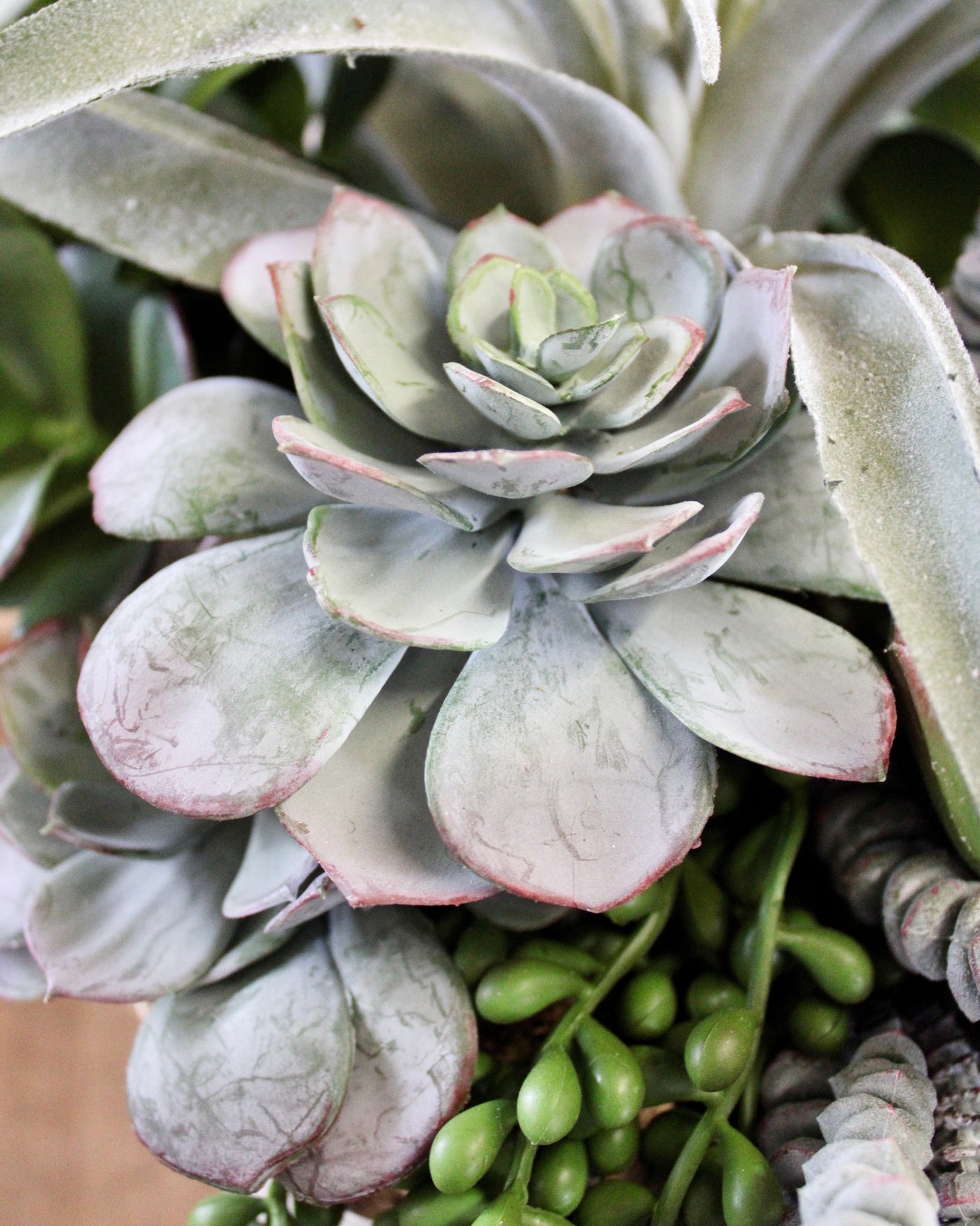 Air Plant & Triple Jade Mixed Succulent Arrangement