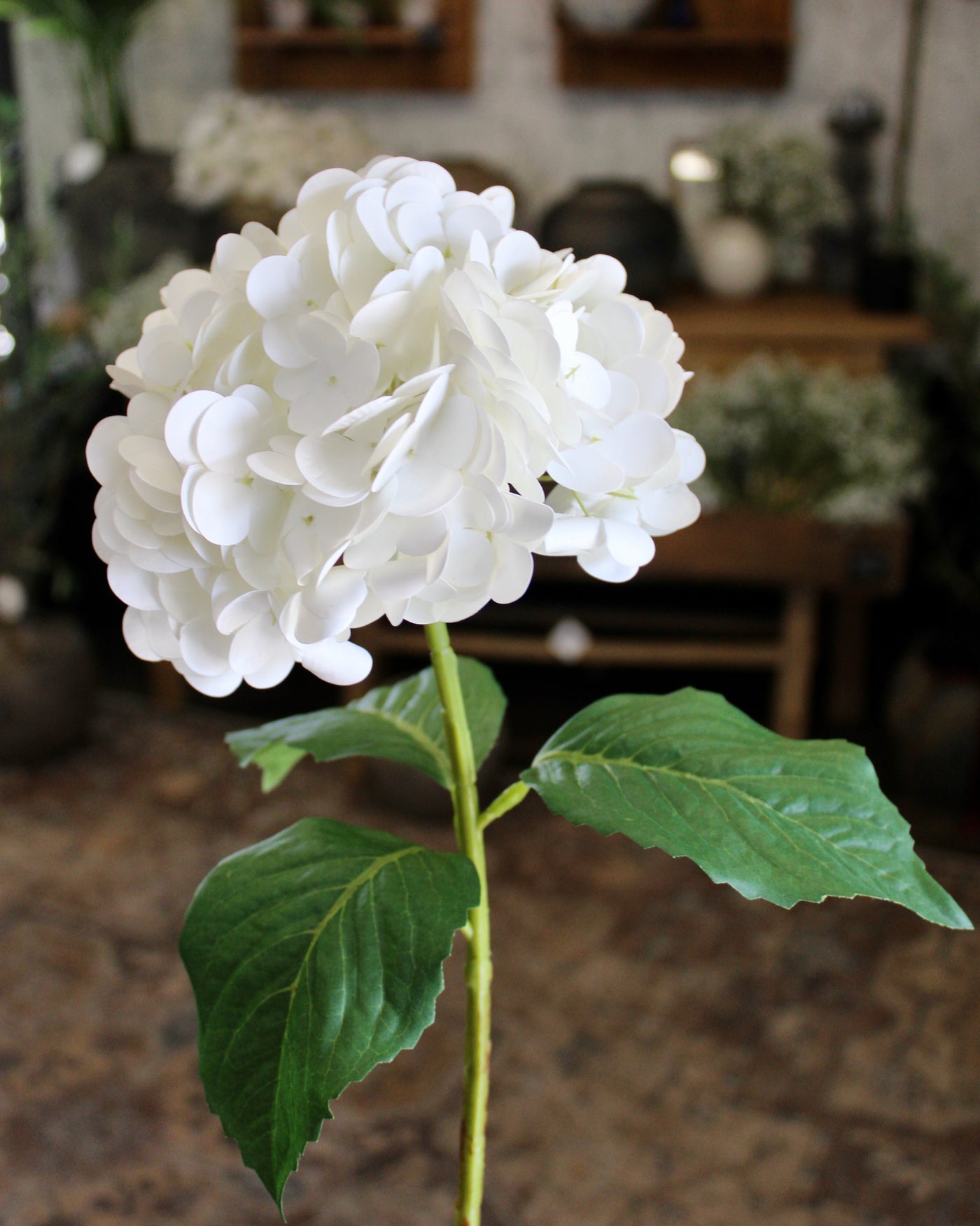 White Hydrangea Stem
