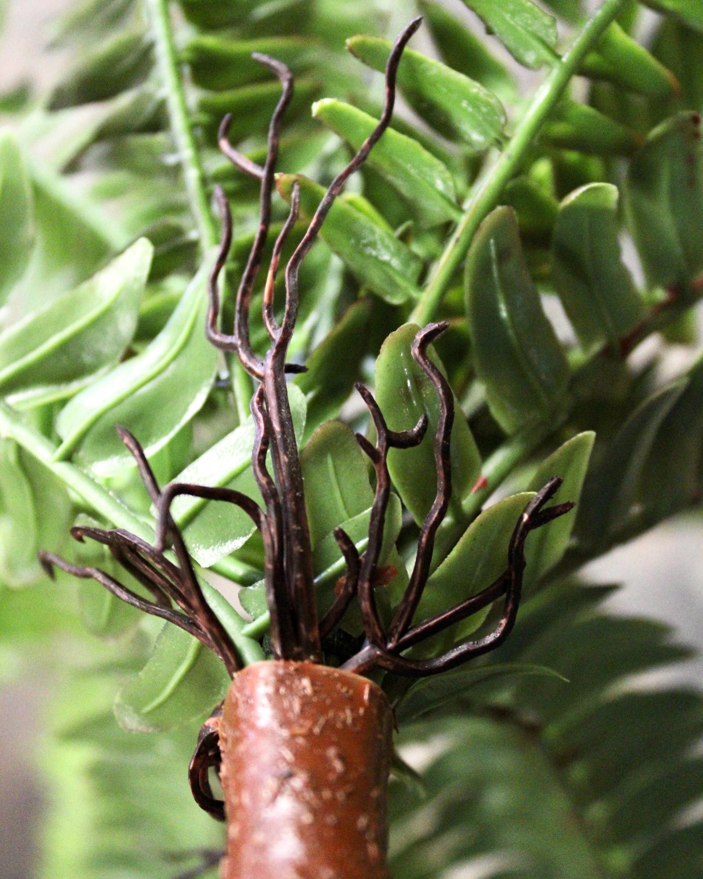 Sword Fern Bush