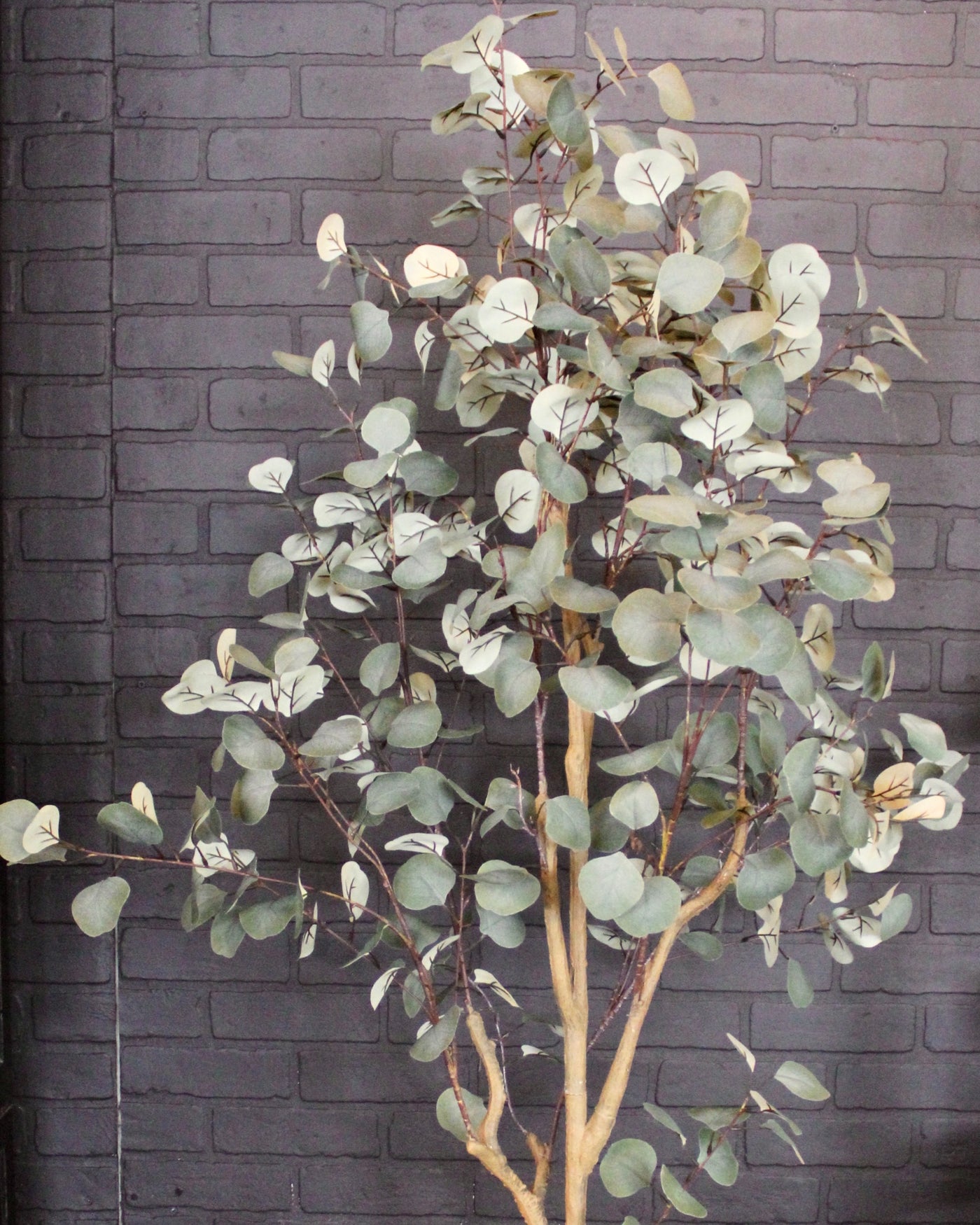 Eucalyptus Tree