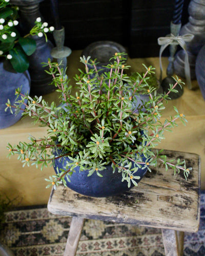 Potted Purslane Plants