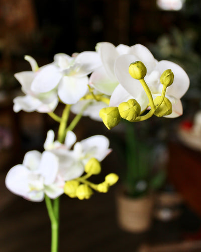 Small White Phalaenopsis Orchid Stem