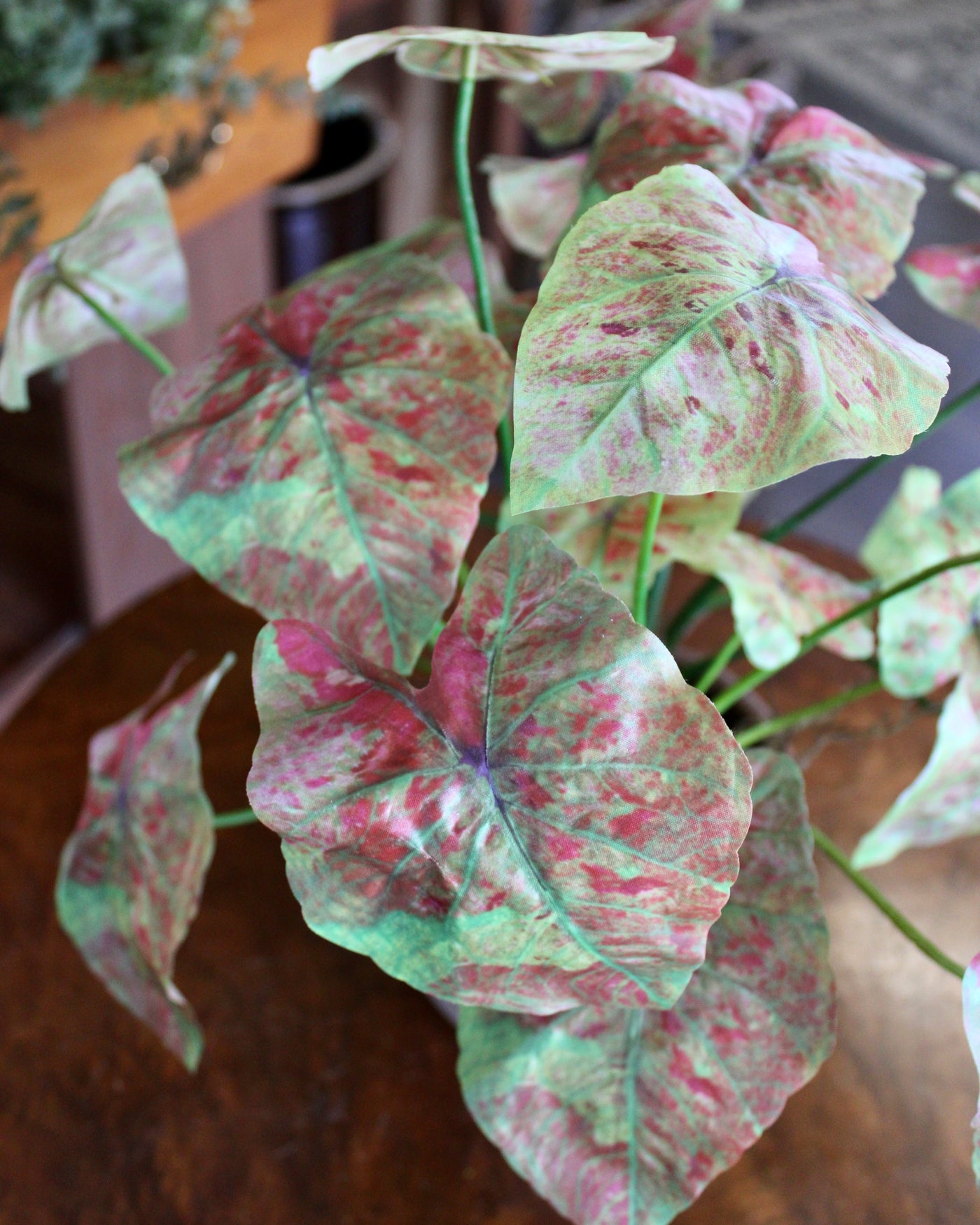 Pink Caladium Bush