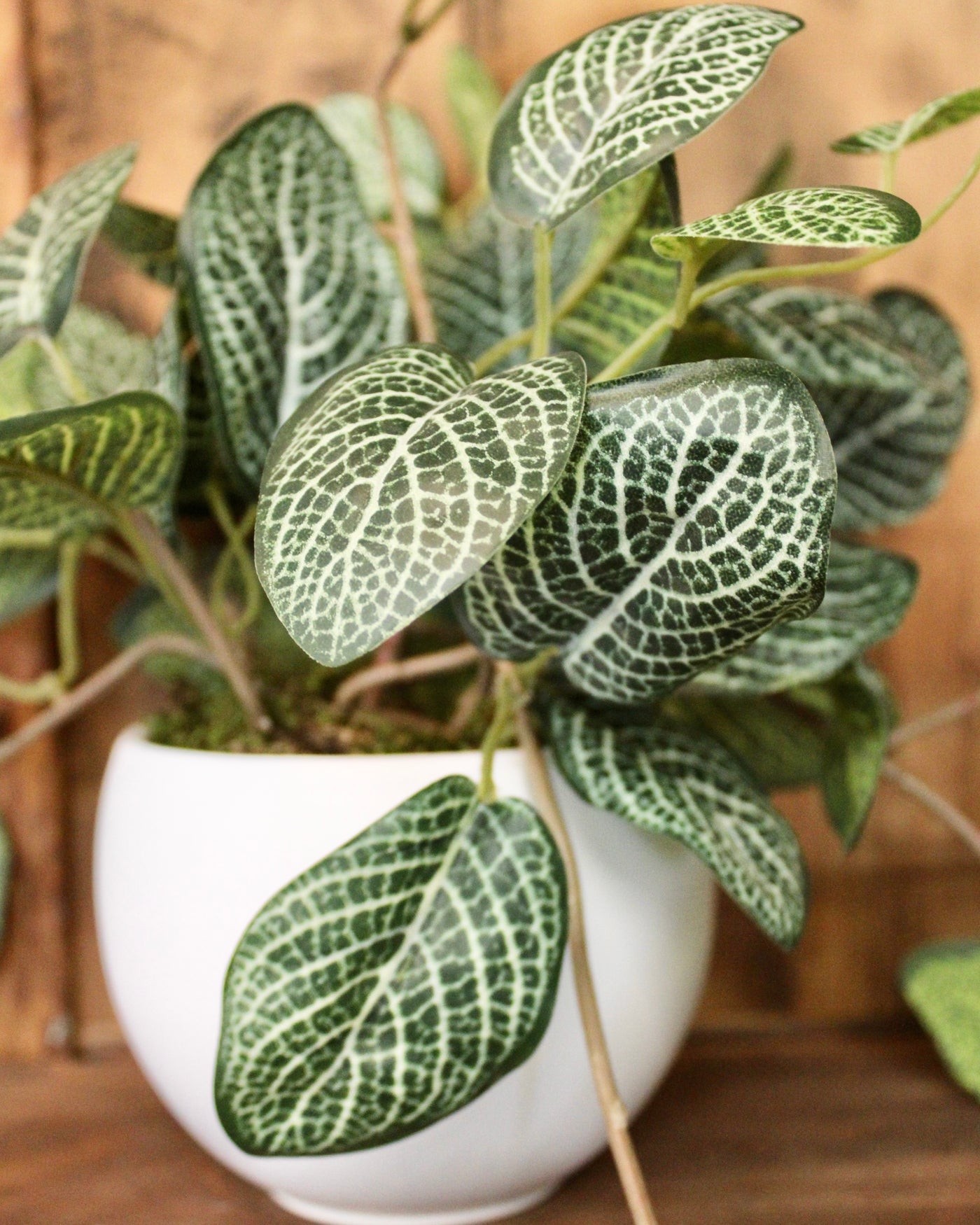 Potted Fittonia Bush