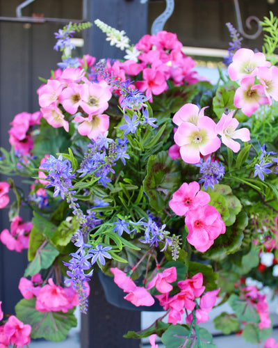 Hanging Basket/Drop-In Pink Purple