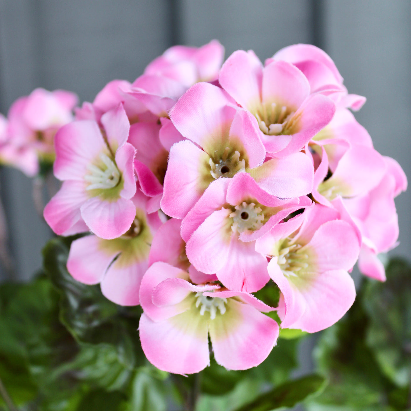 Upright Geranium Bush Pink