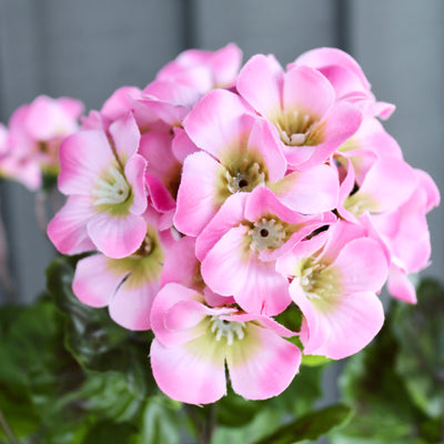 Upright Geranium Bush Pink