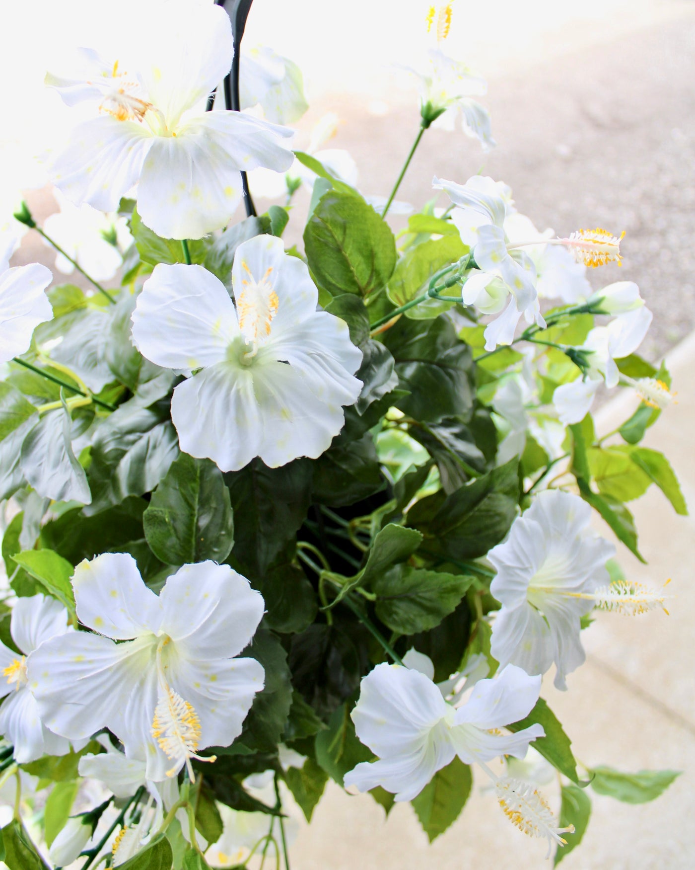 Hibiscus Hanging Basket White