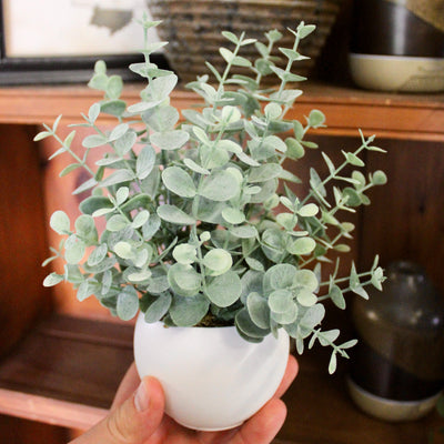 Potted Mini Eucalyptus Bush