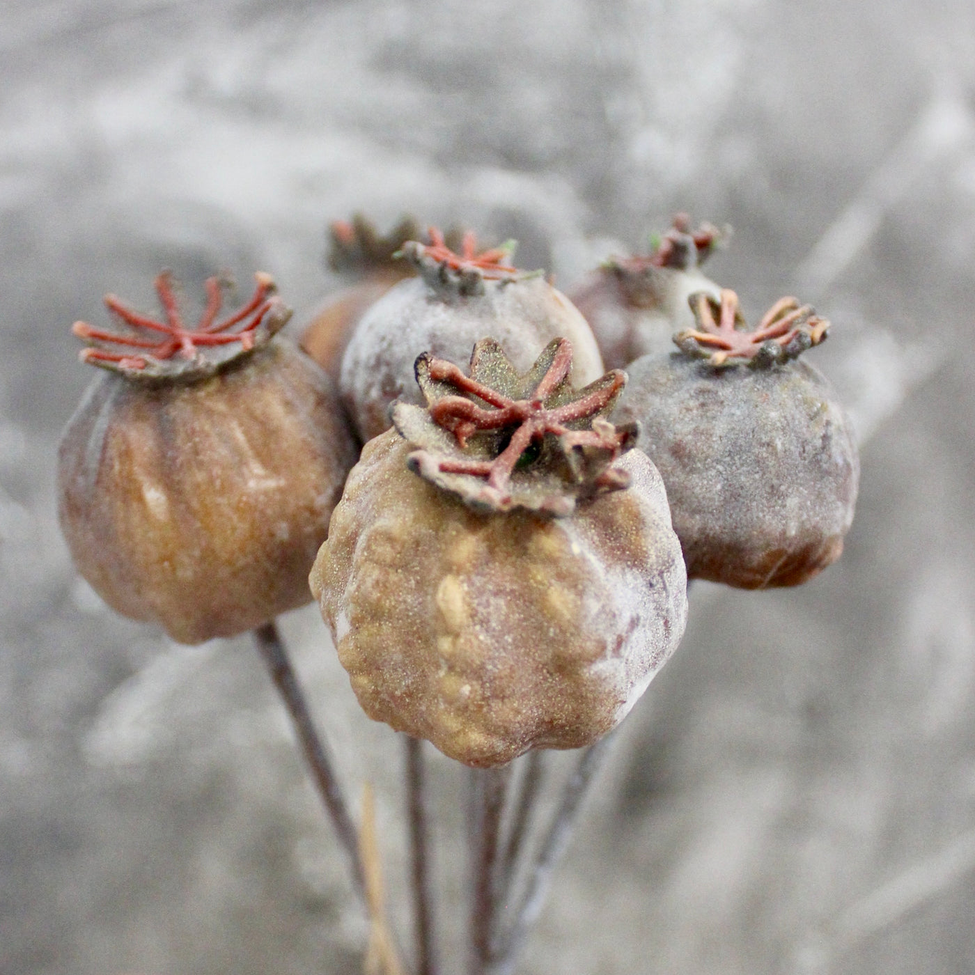 Eucalyptus Pods