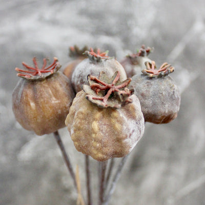 Eucalyptus Pods