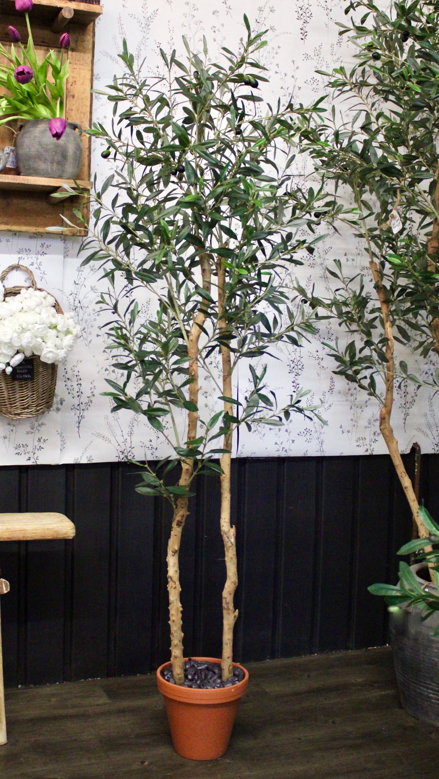 66” Double Natural Trunk Olive Tree