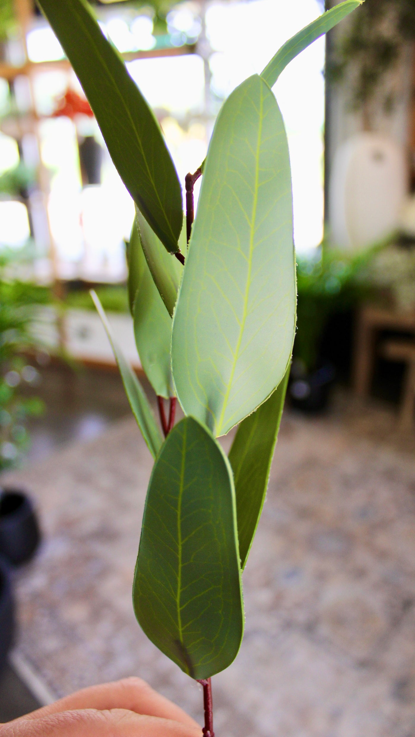Willow Eucalyptus Stem (Unseeded)