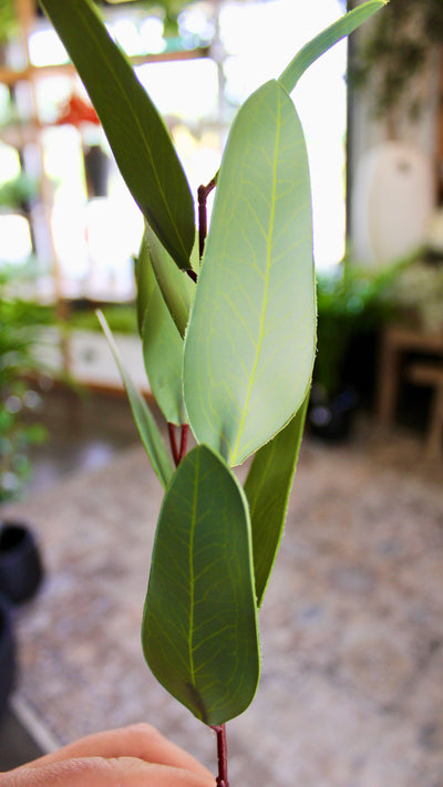 Willow Eucalyptus Stem (Unseeded)