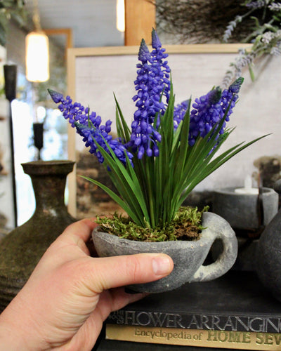 Potted Periwinkle Grape Hyacinth