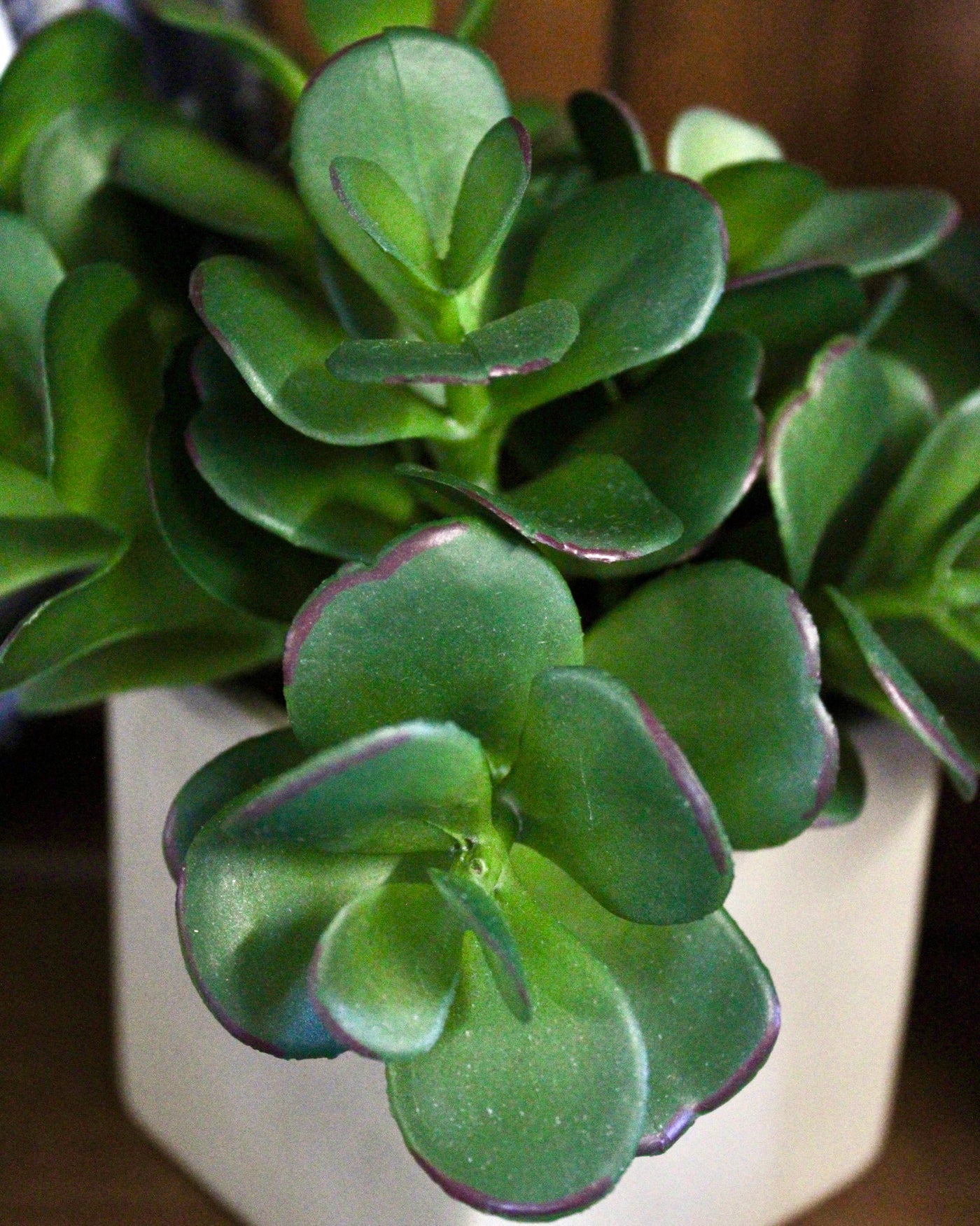 Potted Triple Jade Bushes