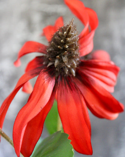 Cone Flower Stem