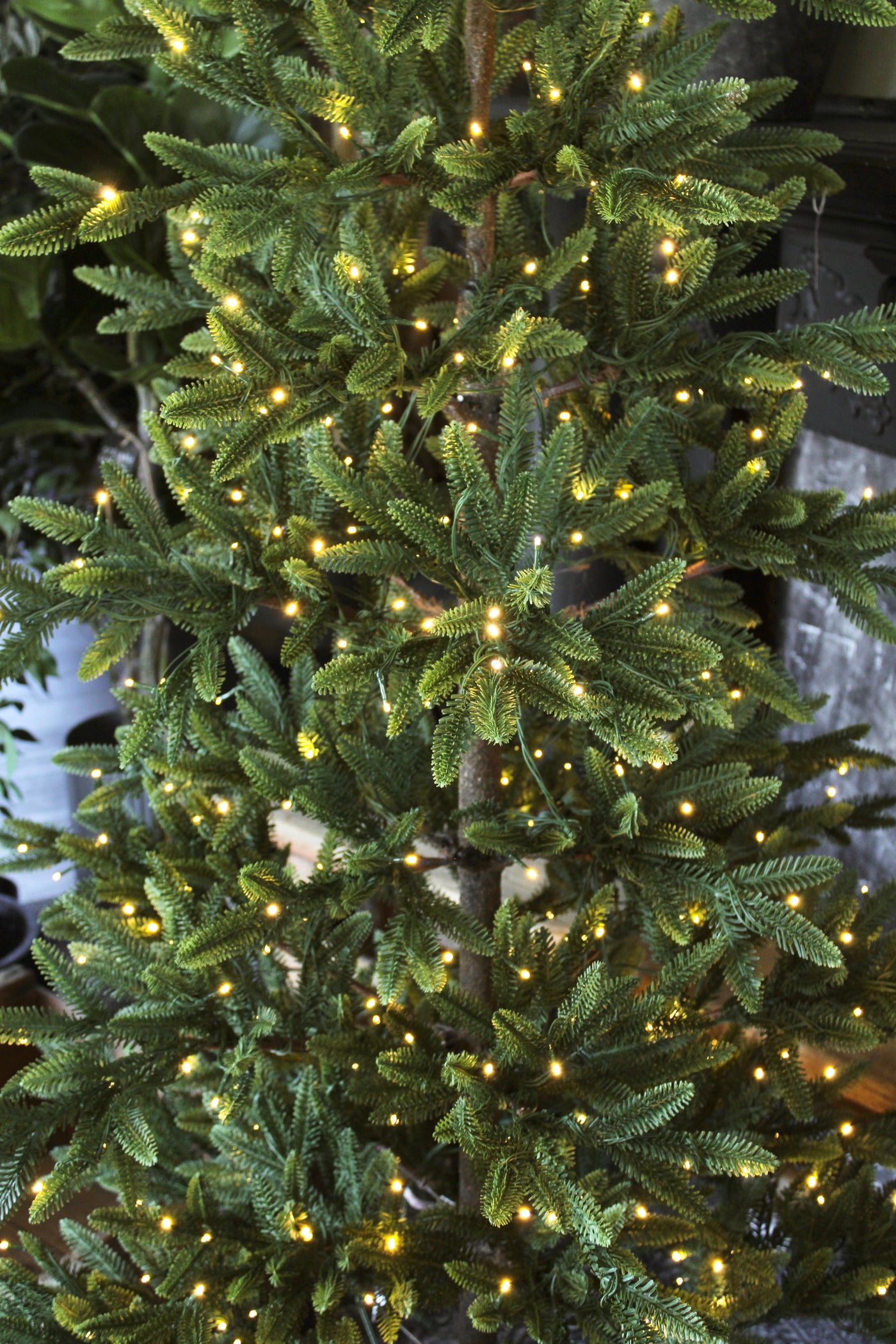 7’ Balsam Fir Tree