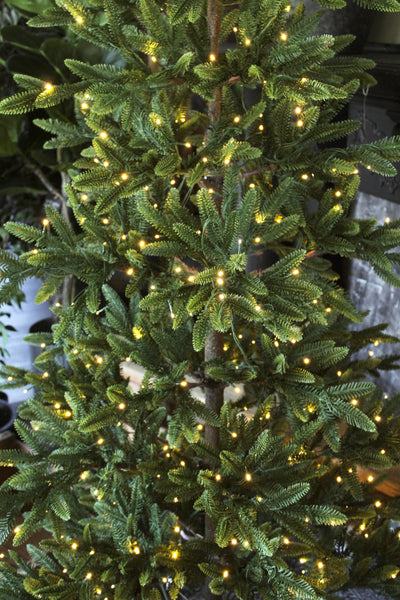 7’ Balsam Fir Tree