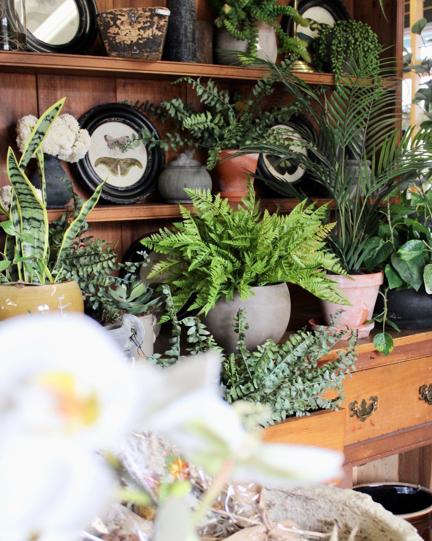 Potted Leather Fern