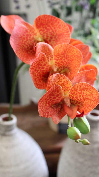 Orange Phalaenopsis Orchid