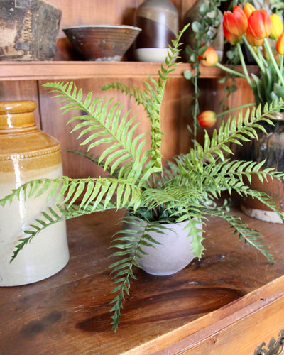 Potted Boston Fern