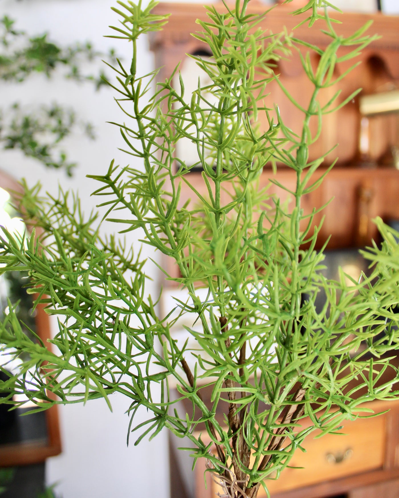 Asparagus Fern