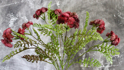 Burgundy/Mauve Sedum Bush