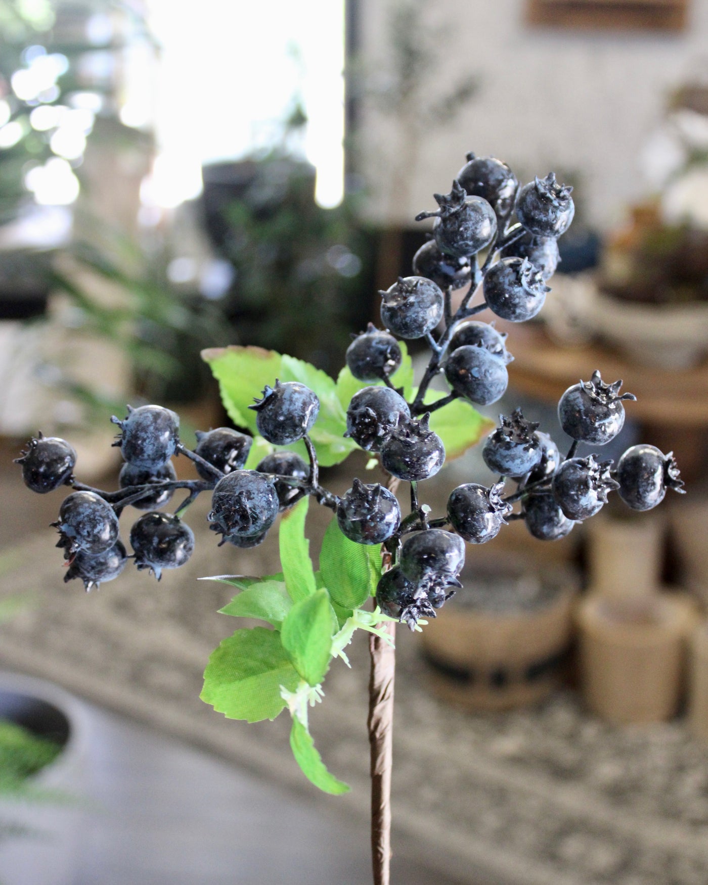 Blueberry Pick