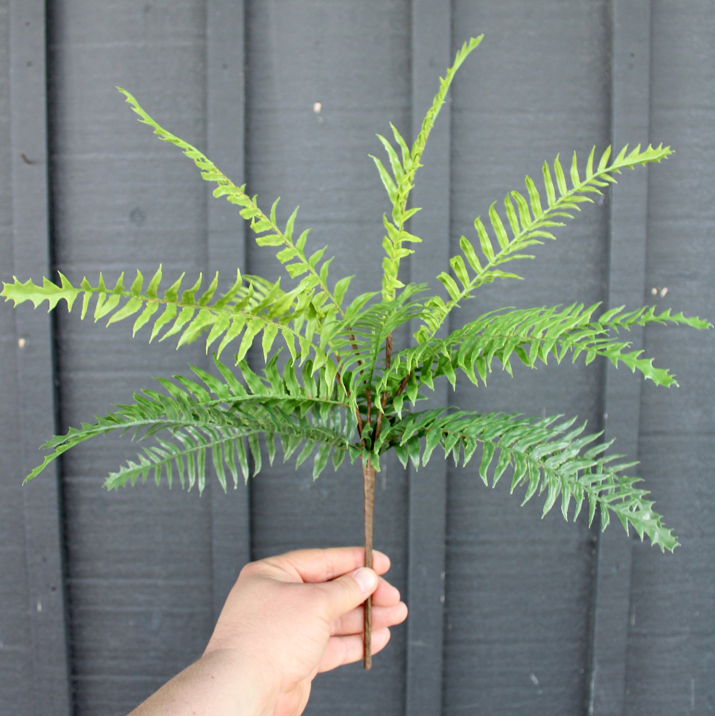 Boston Fern Bush