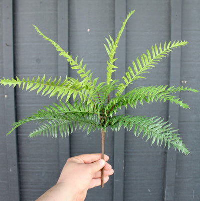 Boston Fern Bush