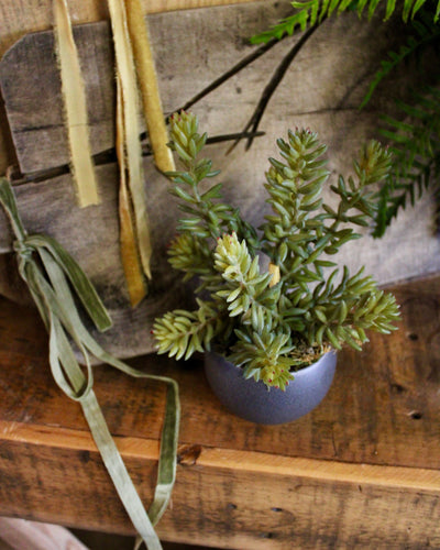 Potted Barberton Succulent