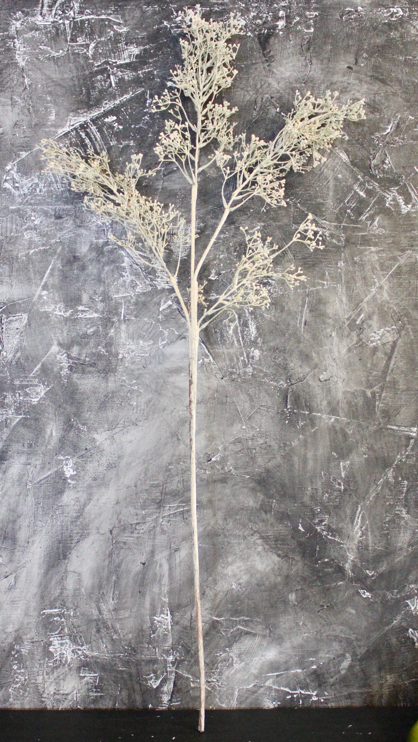 Cream Autumn Branch