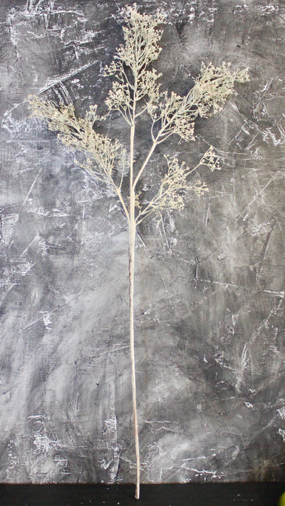 Cream Autumn Branch