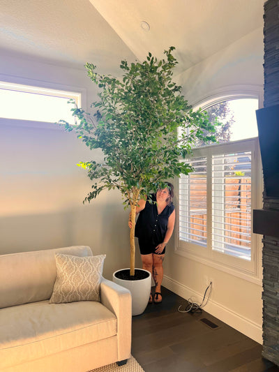 10’ Ficus Tree