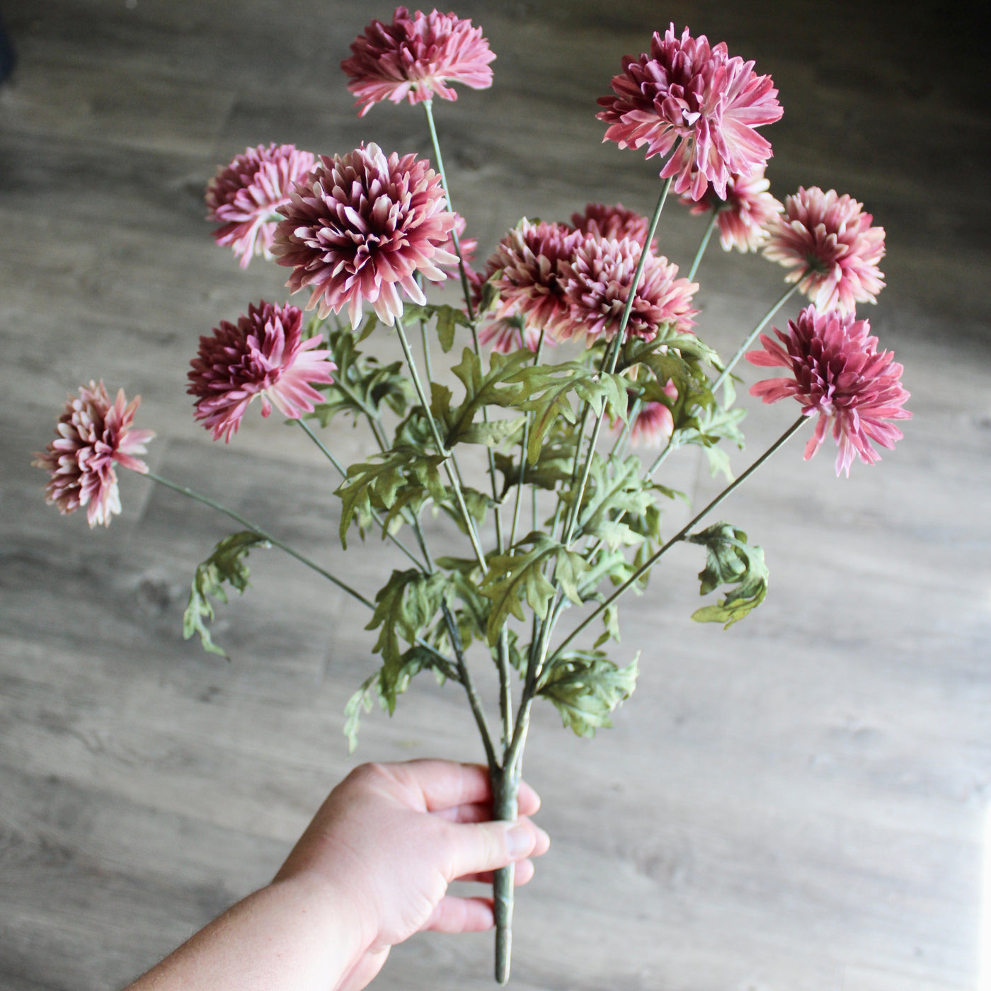 Mauve Mum Bush