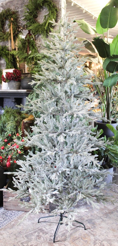 7’ Pre-Lit Frosted Alpine Balsam Fir Tree