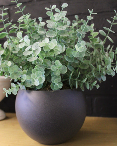 Potted Mini Eucalyptus Bushes