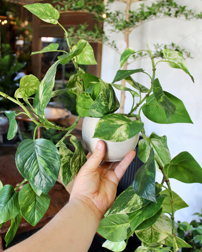 Potted Pothos Hanging Bush