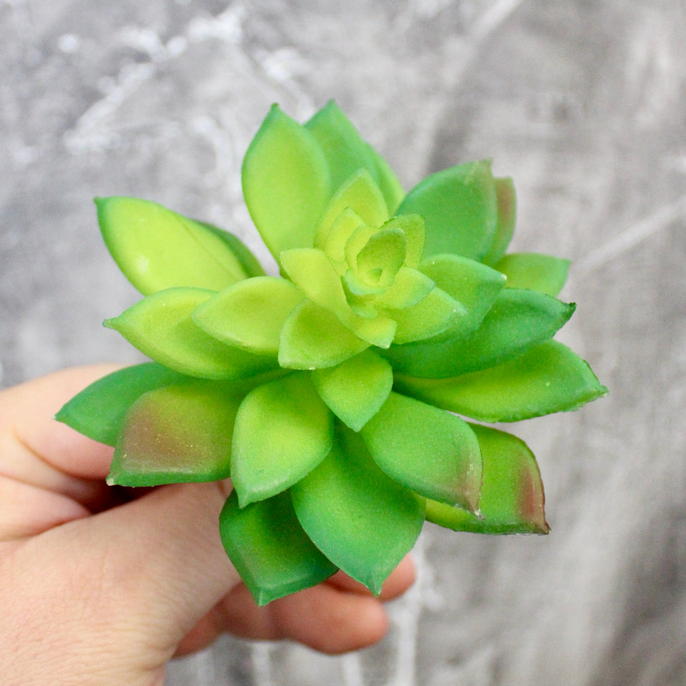 Assorted Mini Succulents