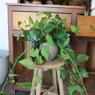 Large Pothos Hanging Bush