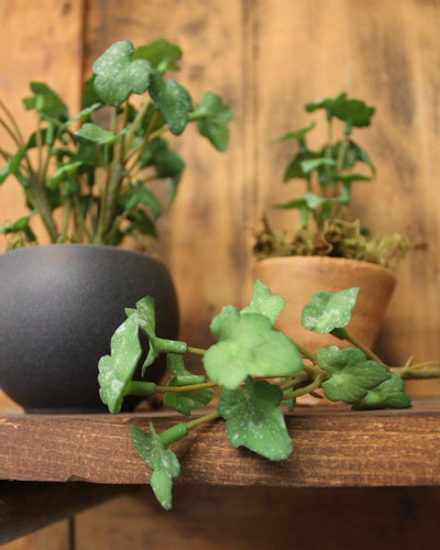 Mini Ivy Sprig