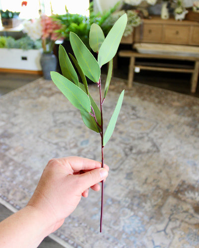 Willow Eucalyptus Stem (Unseeded)