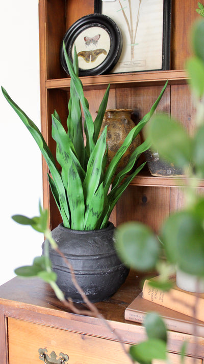 27” Sansevieria Plant