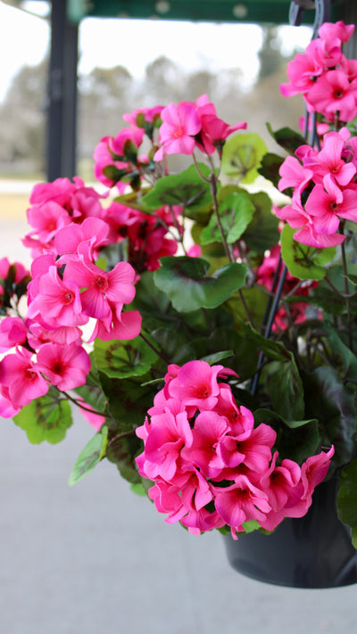 Upright Geranium Hanging Basket