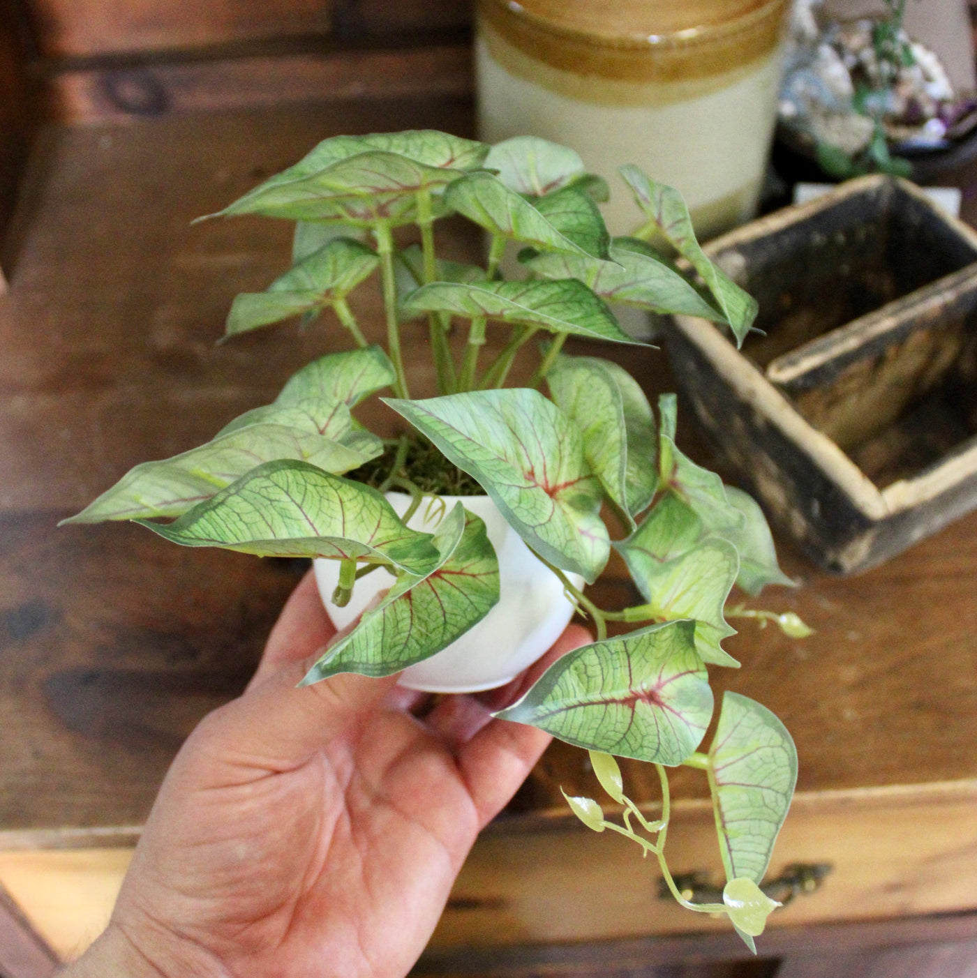 Potted Mini Caladium Vine