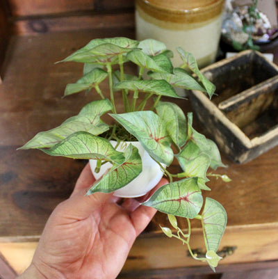 Potted Mini Caladium Vine